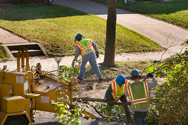 Best Palm Tree Trimming  in Oak Park Heights, MN